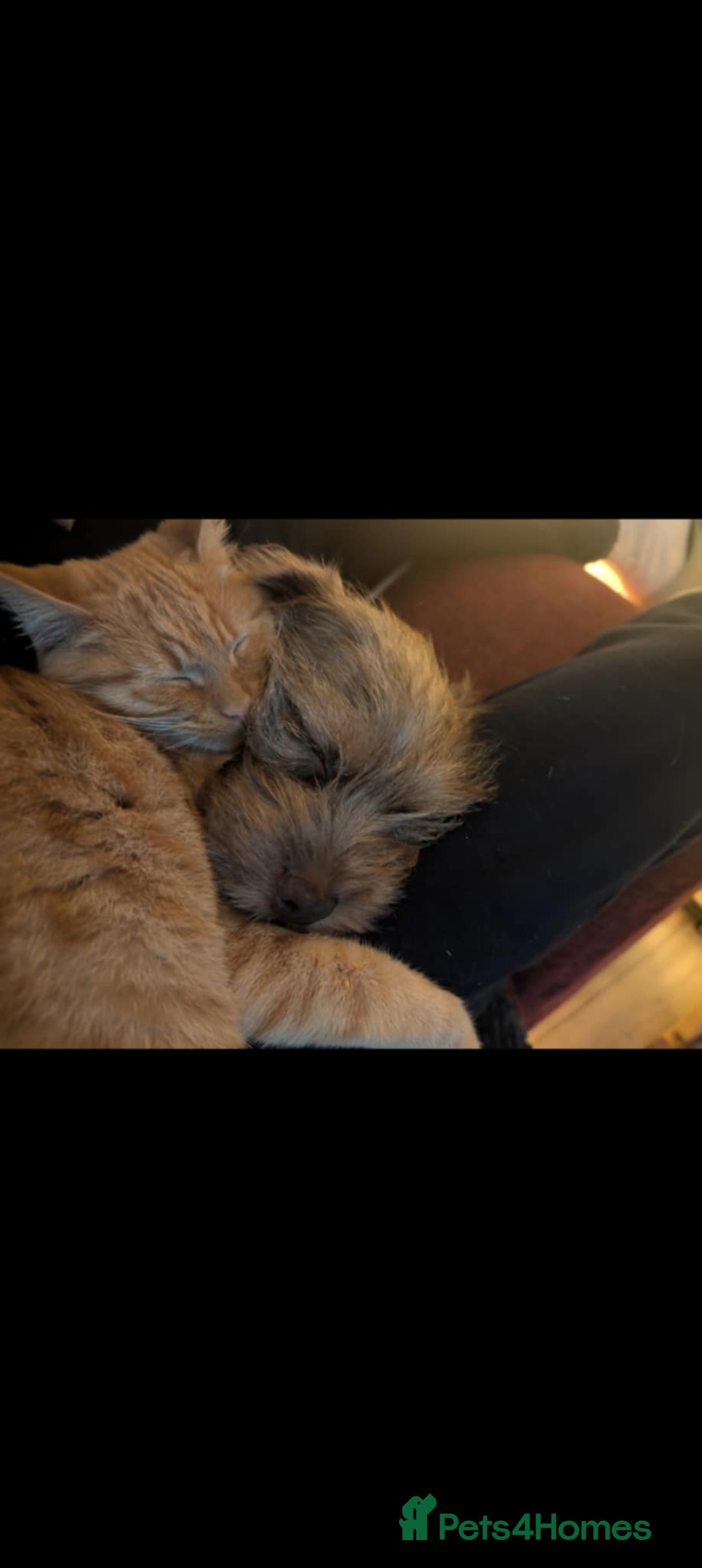 Mixed Breed dogs for sale: Dachshund X Terrier - Mushu  - Advert 3