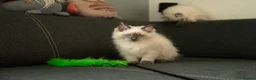 Ragdoll cats for sale: Beautiful GCCF Registered Ragdoll Kittens in Helensburgh - Advert 6