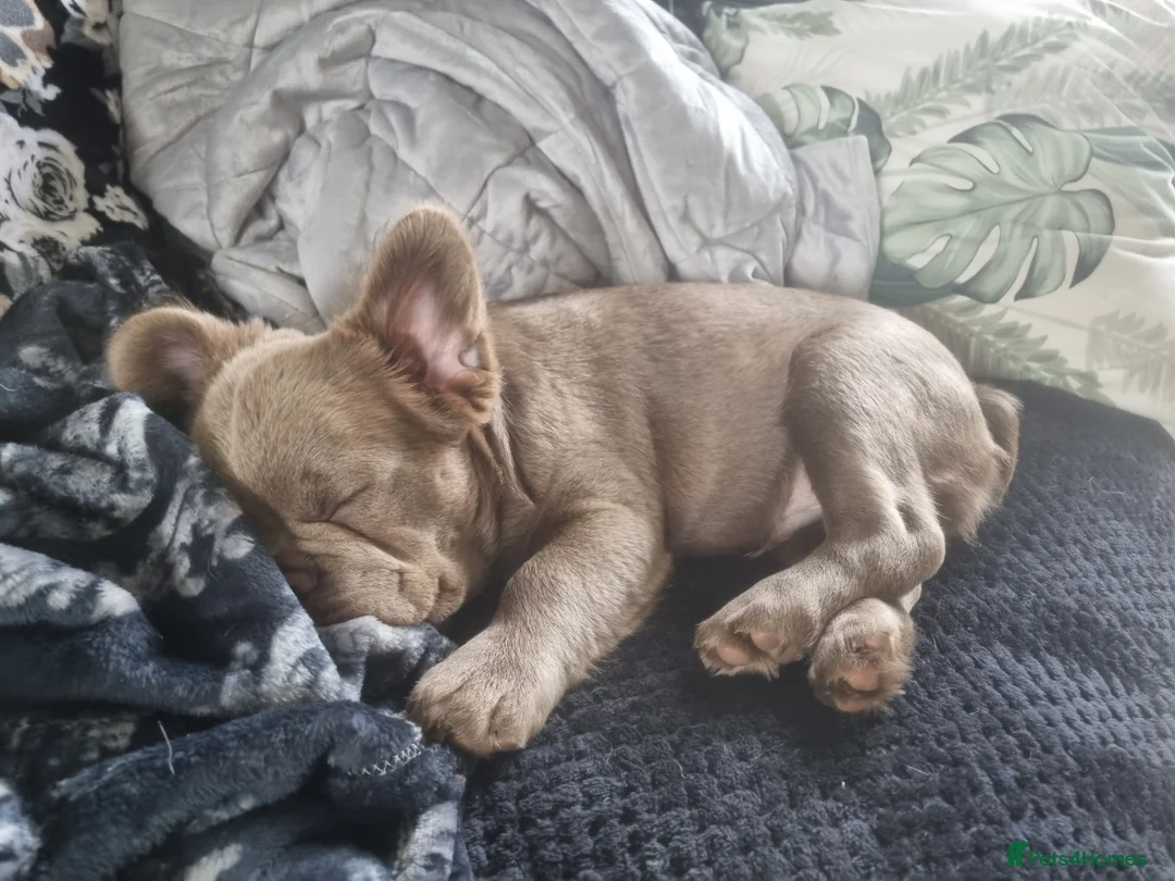 French Bulldog dogs for stud: *STUD* KC NEW SHADE ISABELLE FLUFFY FRENCH BULLDOG in Tonbridge - Advert 4