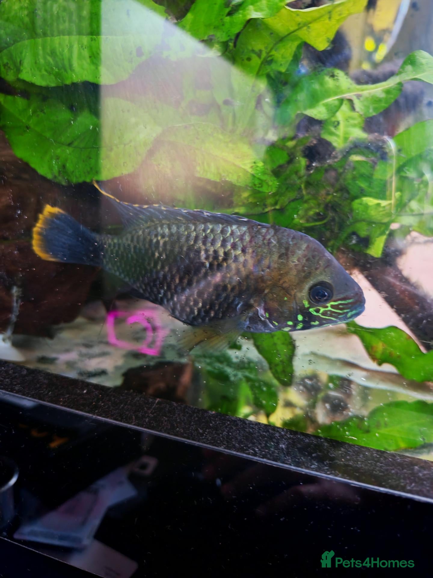 Cichlids fish Green terrors and jack dempsy cichlid for sale  - Advert 15