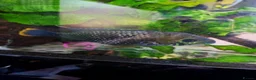 Cichlids fish for sale: Green terrors and jack dempsy cichlid for sale  in Birmingham - Advert 1