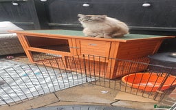 Guinea Pig rodents for sale: 2 female guinea pigs - Image 4