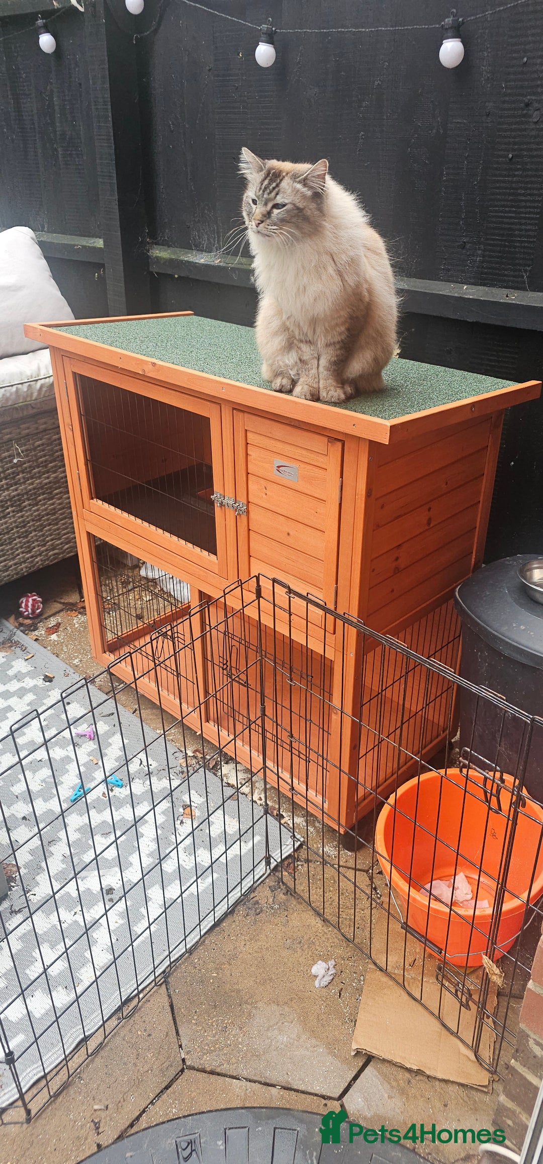 Guinea Pig rodents for sale: 2 female guinea pigs - Image 4