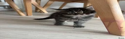 Domestic Shorthair cats for sale: 6 gorgeous kittens looking for loving home - Advert 17