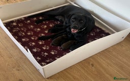 Labrador Retriever dogs for sale: 🤎🖤Outstanding Show Type Labradors🖤🤎KC&fully HT - Image 15