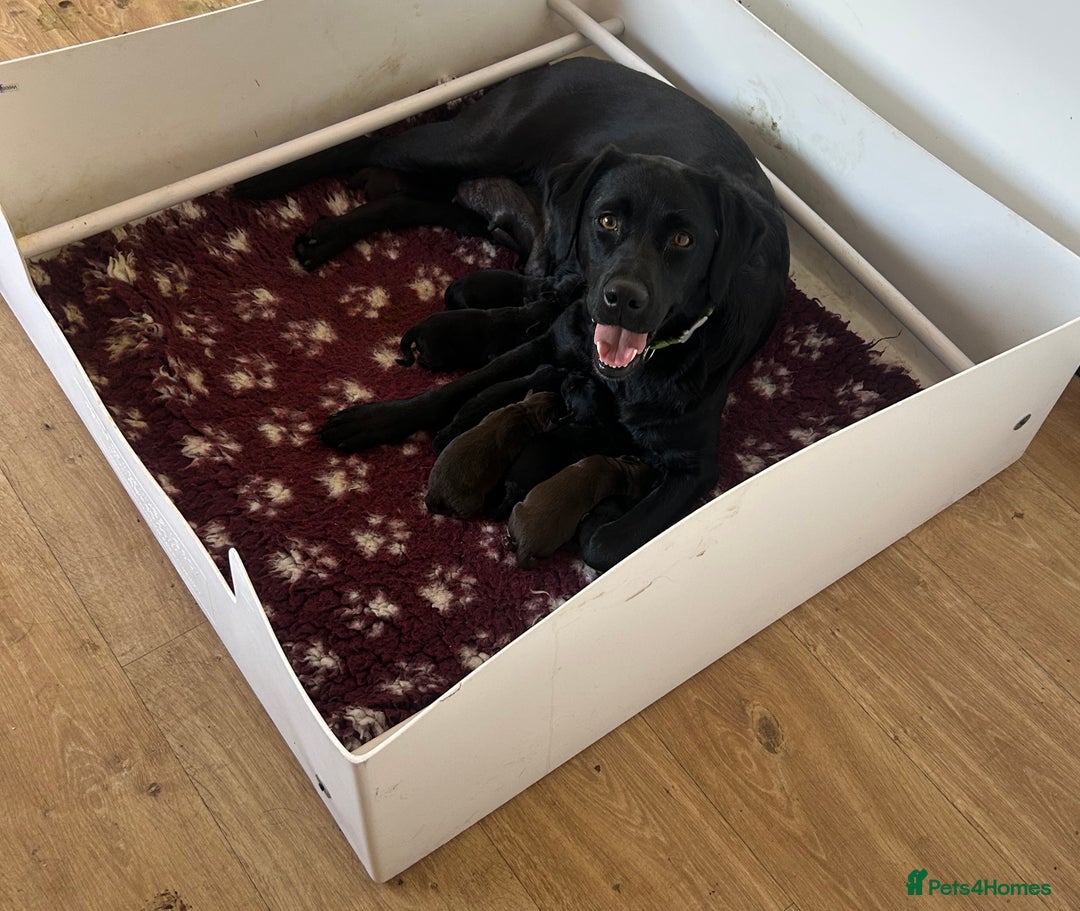 Labrador Retriever dogs for sale: 🤎🖤Outstanding Show Type Labradors🖤🤎KC&fully HT - Image 15