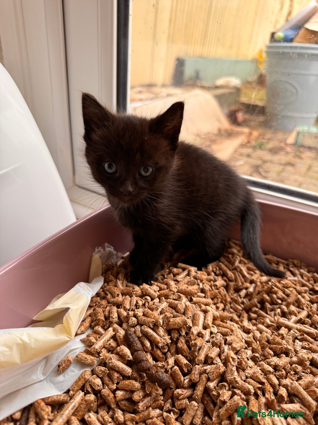 Mixed Breed cats for sale: Kittens ready now  - Advert 10
