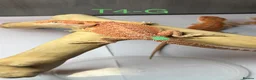 Bearded Dragon reptiles for sale: Baby Bearded Dragons available  - Advert 18