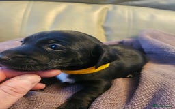 Mixed Breed dogs for sale: 1 pup available  - Image 3