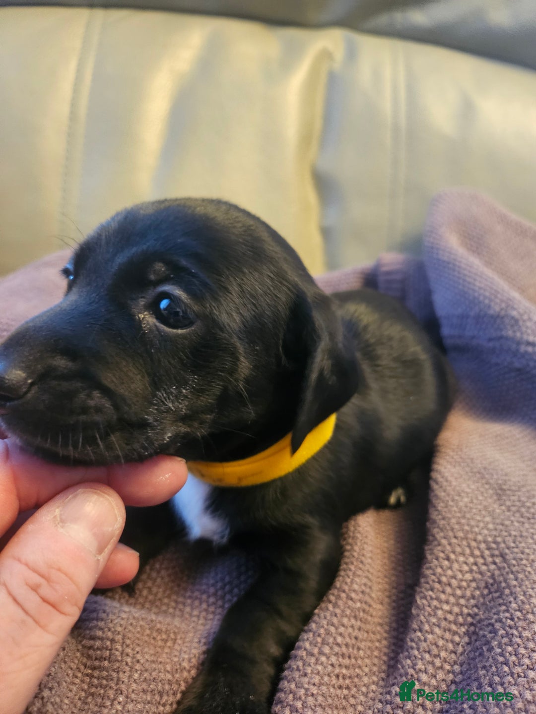 Mixed Breed dogs for sale: 1 pup available  - Image 3