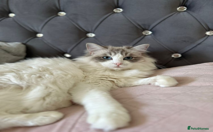 Ragdoll cats - Advert 2