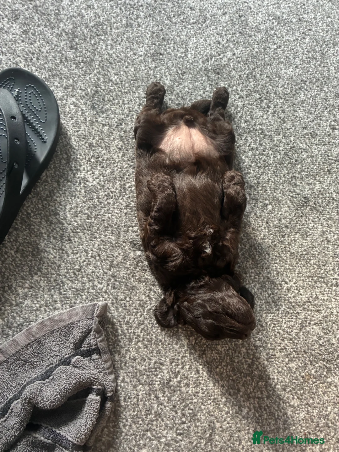 Cockapoo dogs for sale: F1b chocolate cockapoo puppy boy  - Advert 2