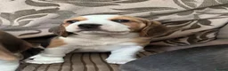 Beagle dogs for sale: Beautiful Beagles(ready now) - Advert 21