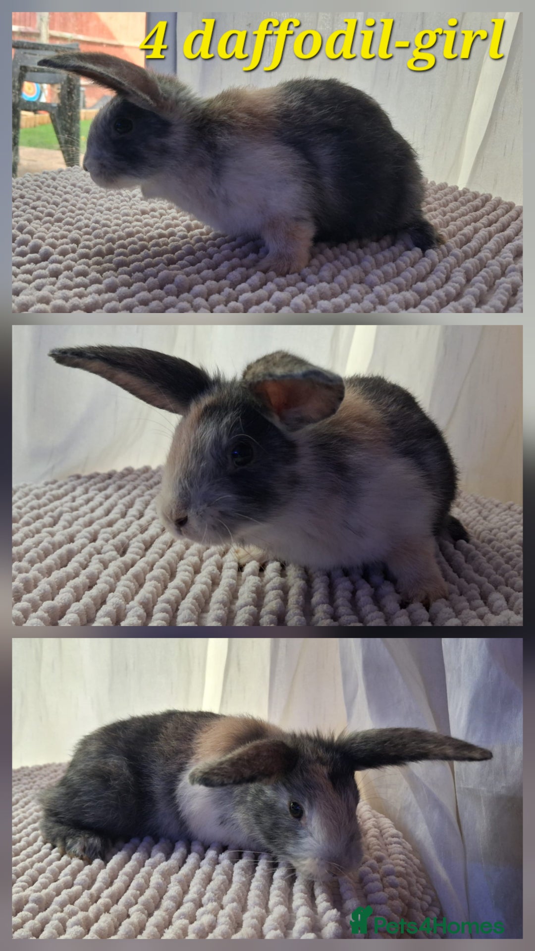 Mixed Breed rabbits for sale: Super cute rex x lop bunnies - Image 5