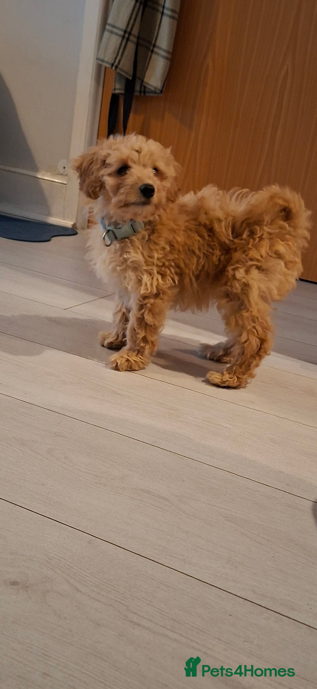 Cavapoo dogs for sale: Young male cavapoo puppy looking for home  - Advert 1