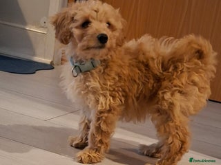 Cavapoo dogs Young male cavapoo puppy looking for home - Advert 2