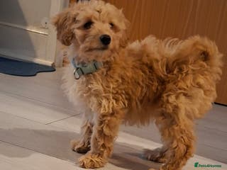 Cavapoo dogs Young male cavapoo puppy looking for home - Advert 2