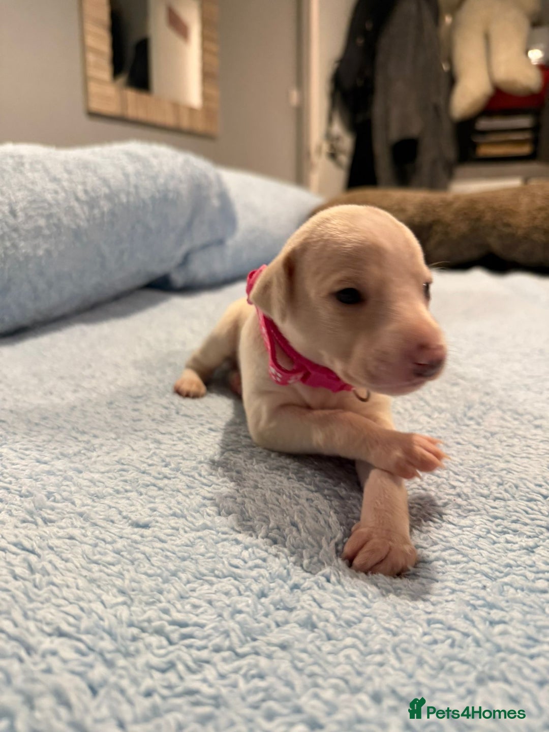 Whippet dogs for sale: 4 x 4 week old pups - Advert 9