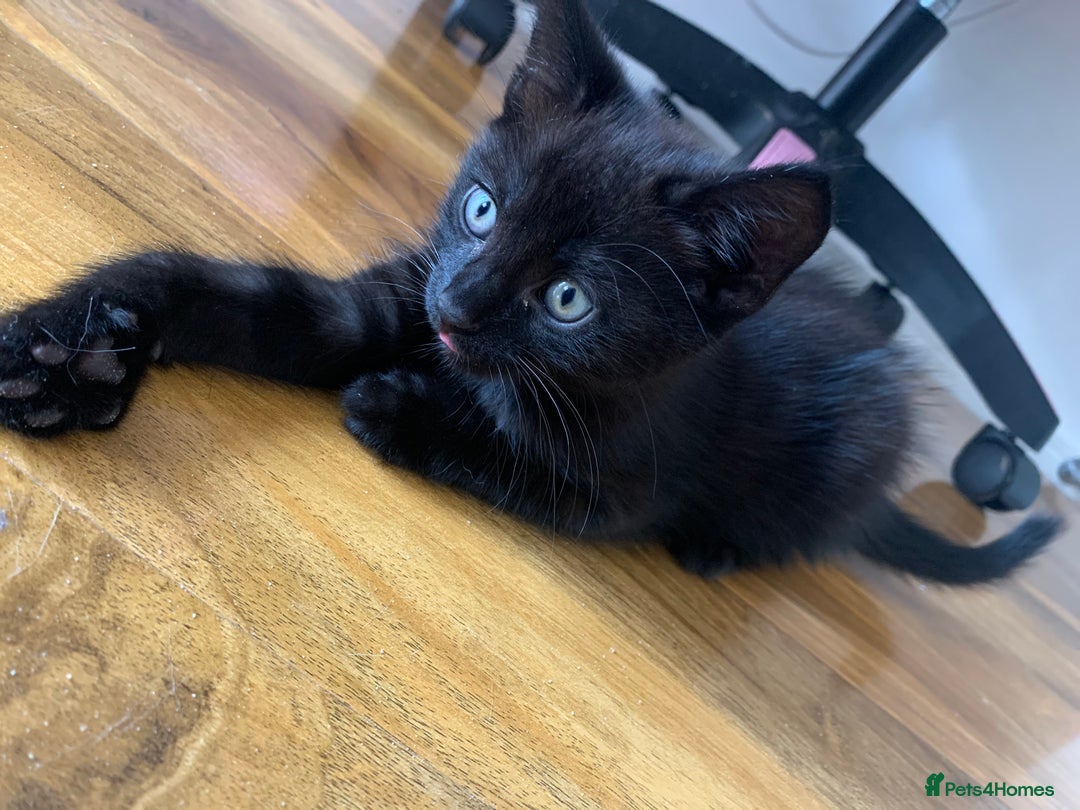 Mixed Breed cats for sale: black bengal kitten looking for a forever home 🏡  - Image 3