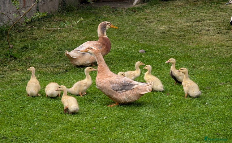 Ducks poultry - Advert 1