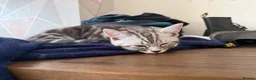 Persian cats for sale: Persian grey/scottishfold kittens  in Blackwood - Advert 5