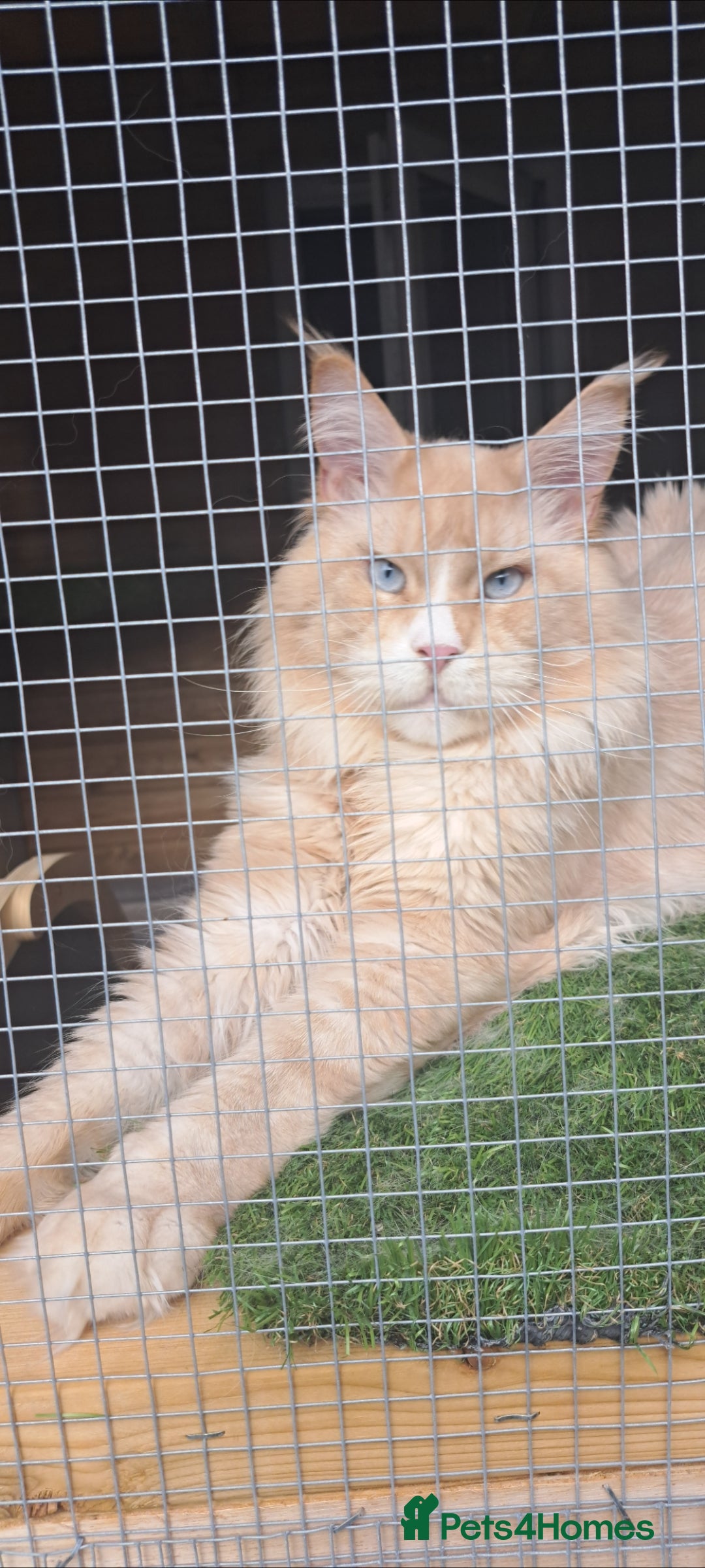Maine Coon cats for stud: Maine coon boy for stud - Image 2
