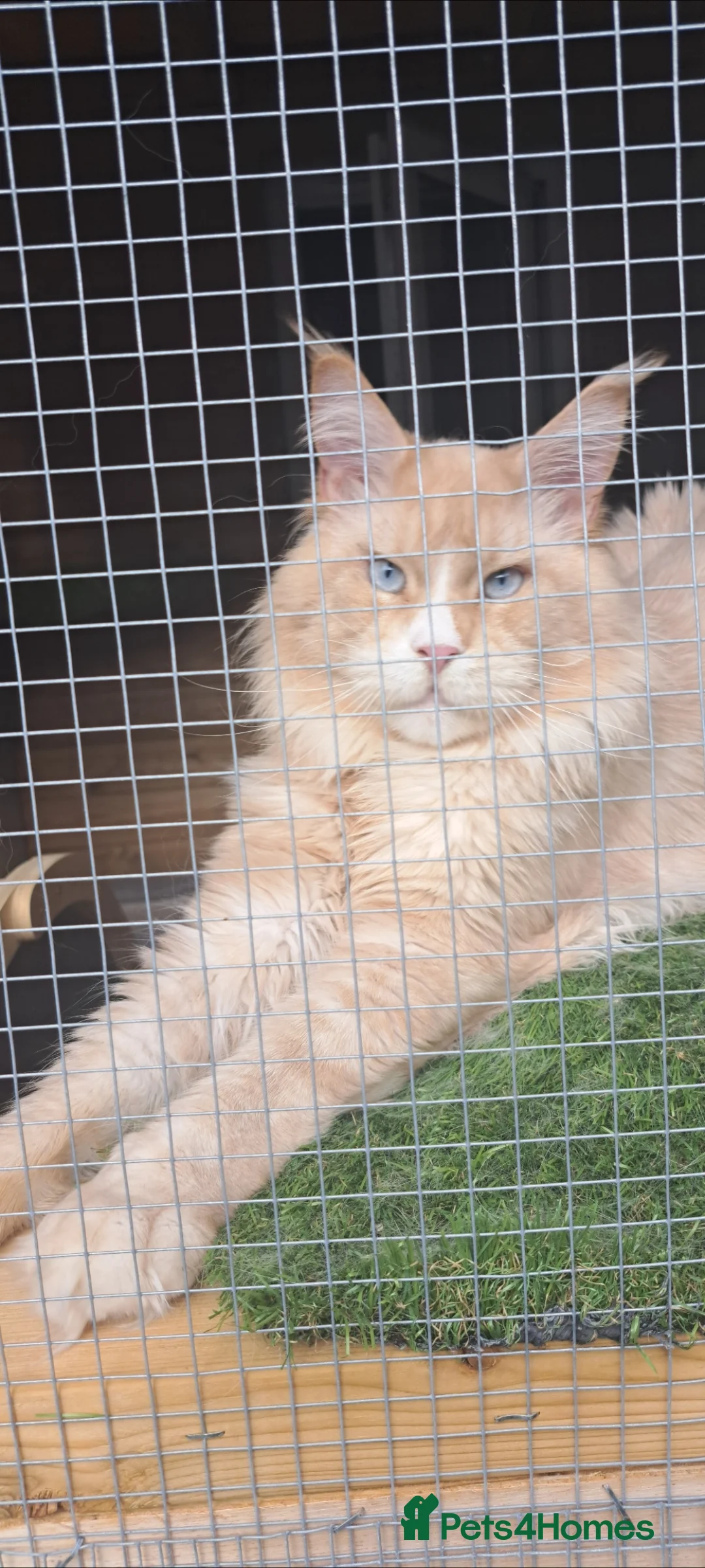 Maine Coon cats for stud: Maine coon boy for stud - Advert 2