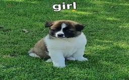 Akita dogs for sale: Akita pup READY in Sunderland - Image 6