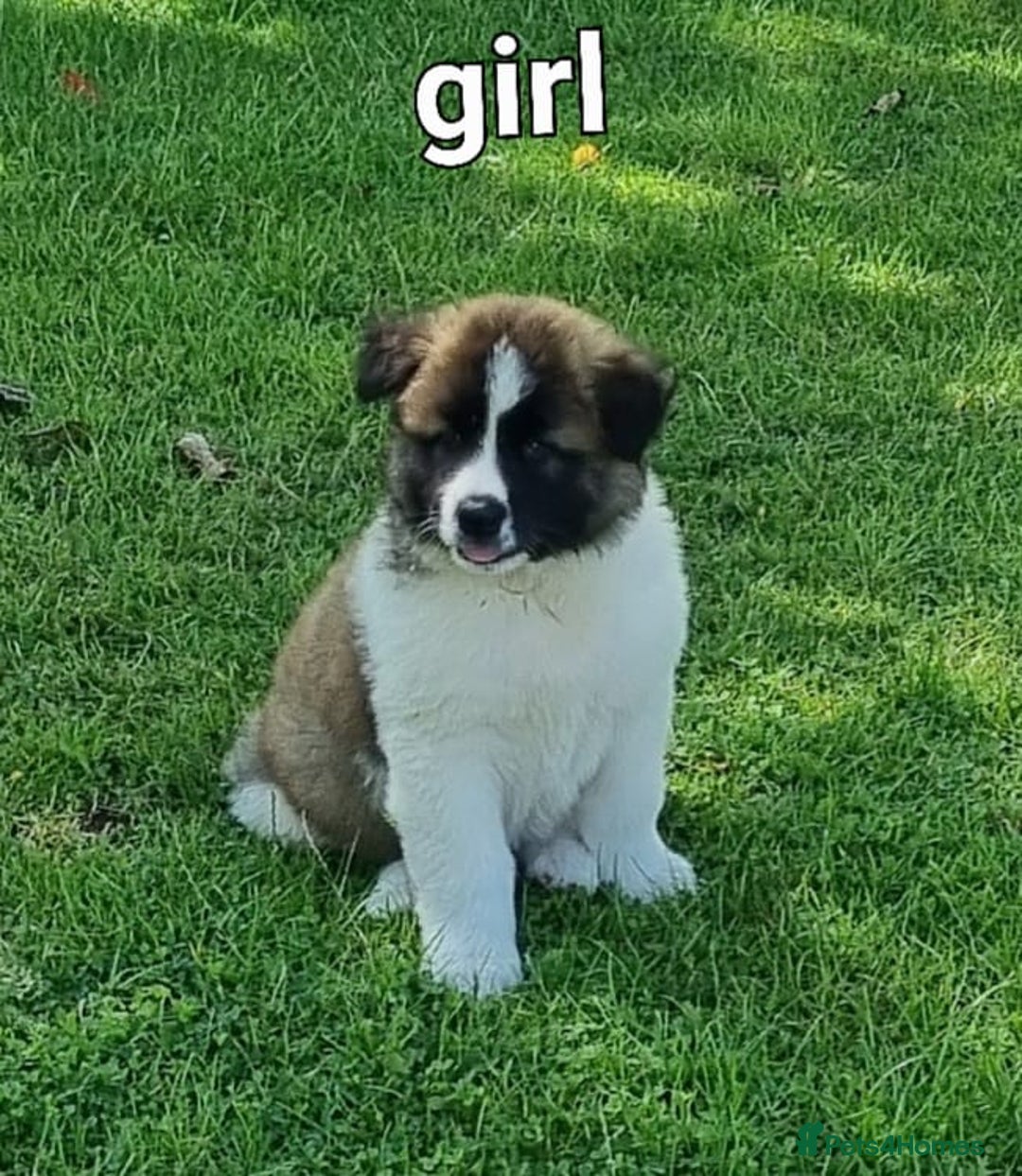 Akita dogs for sale: Akita pup READY in Sunderland - Image 6