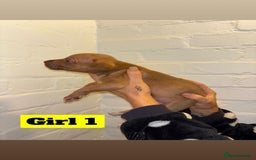 Mixed Breed dogs for sale: Beautiful Border collie/kelpie X staff cross pups - Image 8