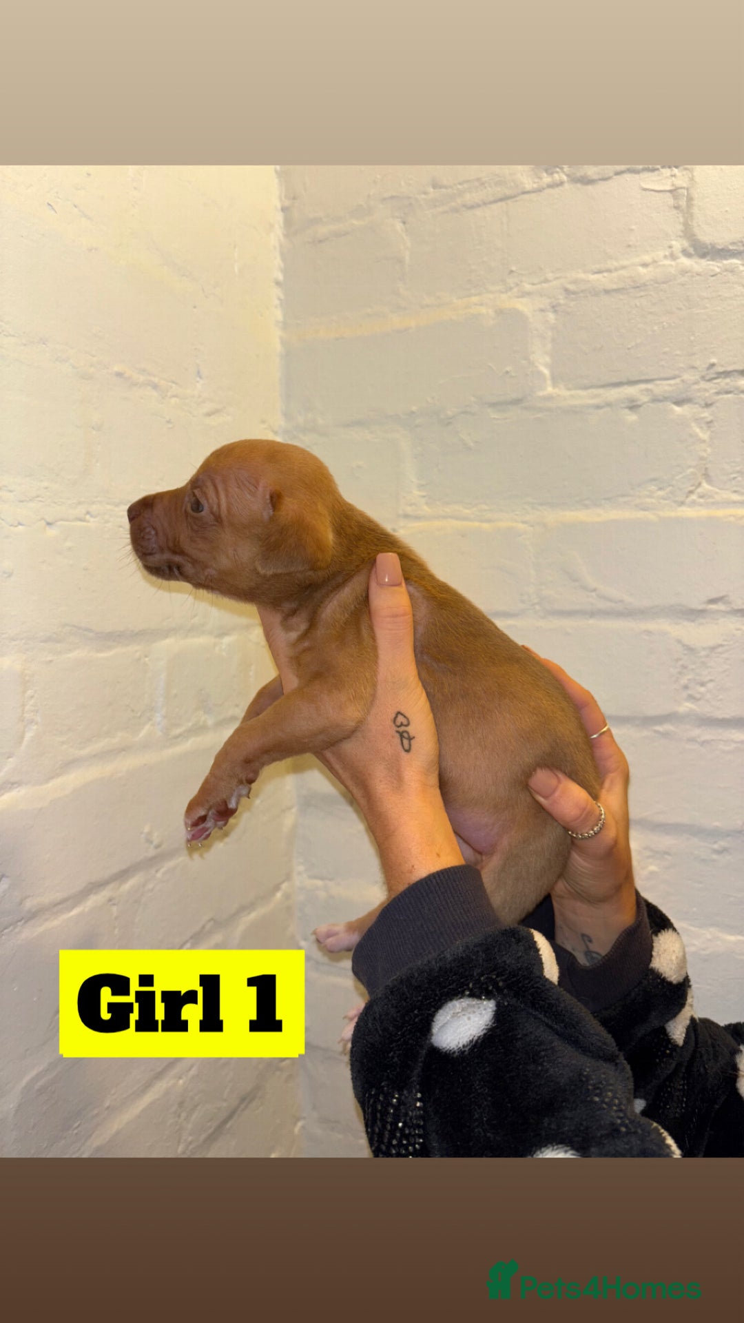 Mixed Breed dogs for sale: Beautiful Border collie/kelpie X staff cross pups - Image 8