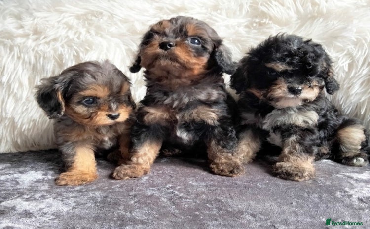 Cavapoo dogs - Advert 7