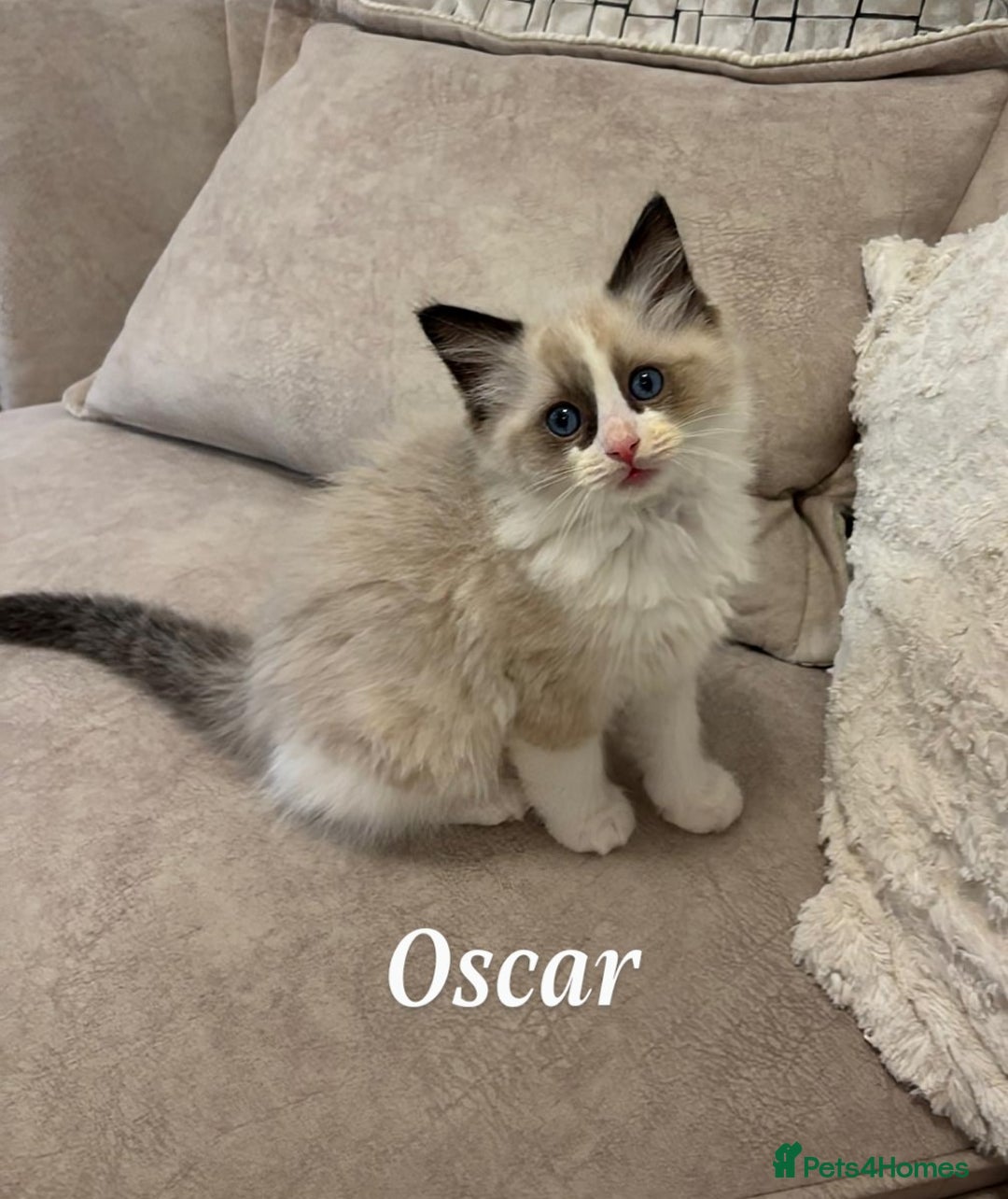 Ragdoll cats for sale: Ragdoll kittens - Advert 7