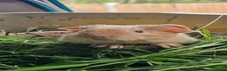 Guinea Pig rodents for sale: 💖 Tinkerbell Looking for a Loving Forever Home 💖 - Advert 15