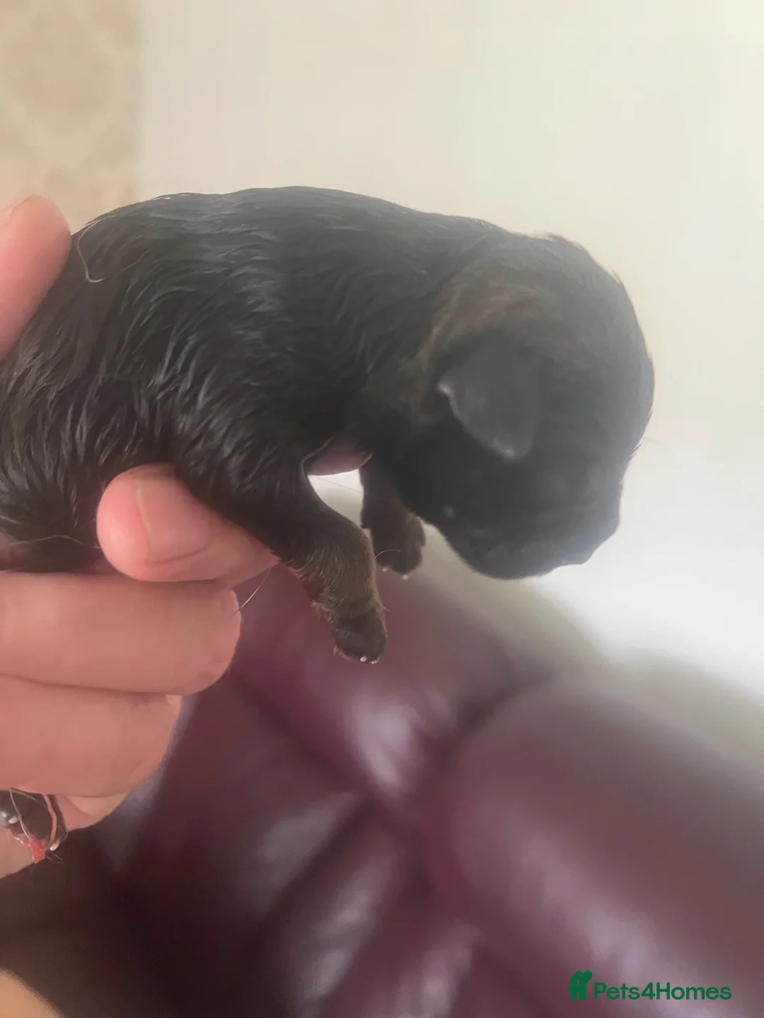 Border Terrier dogs for sale: Border terrier pup for sale  - Advert 6