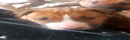 English Bull Terrier dogs for sale: Last remaining male Bull Terrier - Advert 7