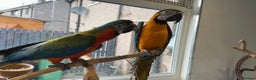 Macaws birds for sale: Blue gold macaw  - Advert 2