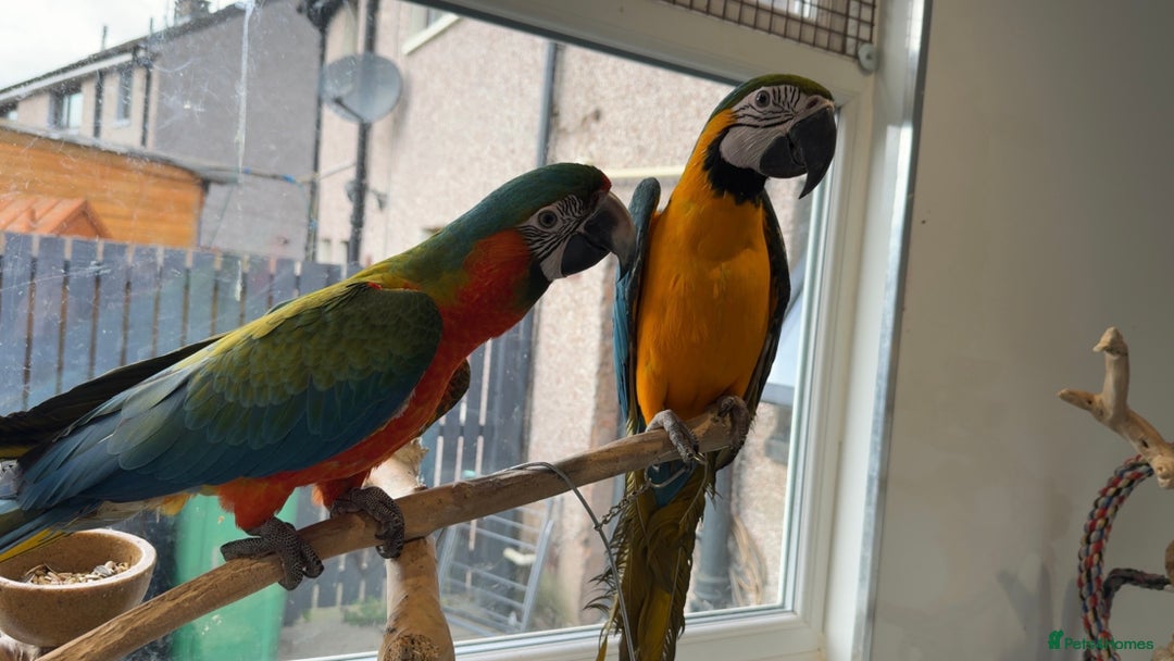 Macaws birds for sale: Blue gold macaw  - Advert 2