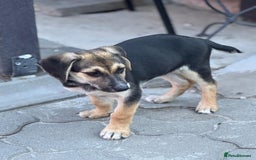 Mixed Breed dogs for adoption: DARIA -  a superb little girl, for a Loving Home - Image 23