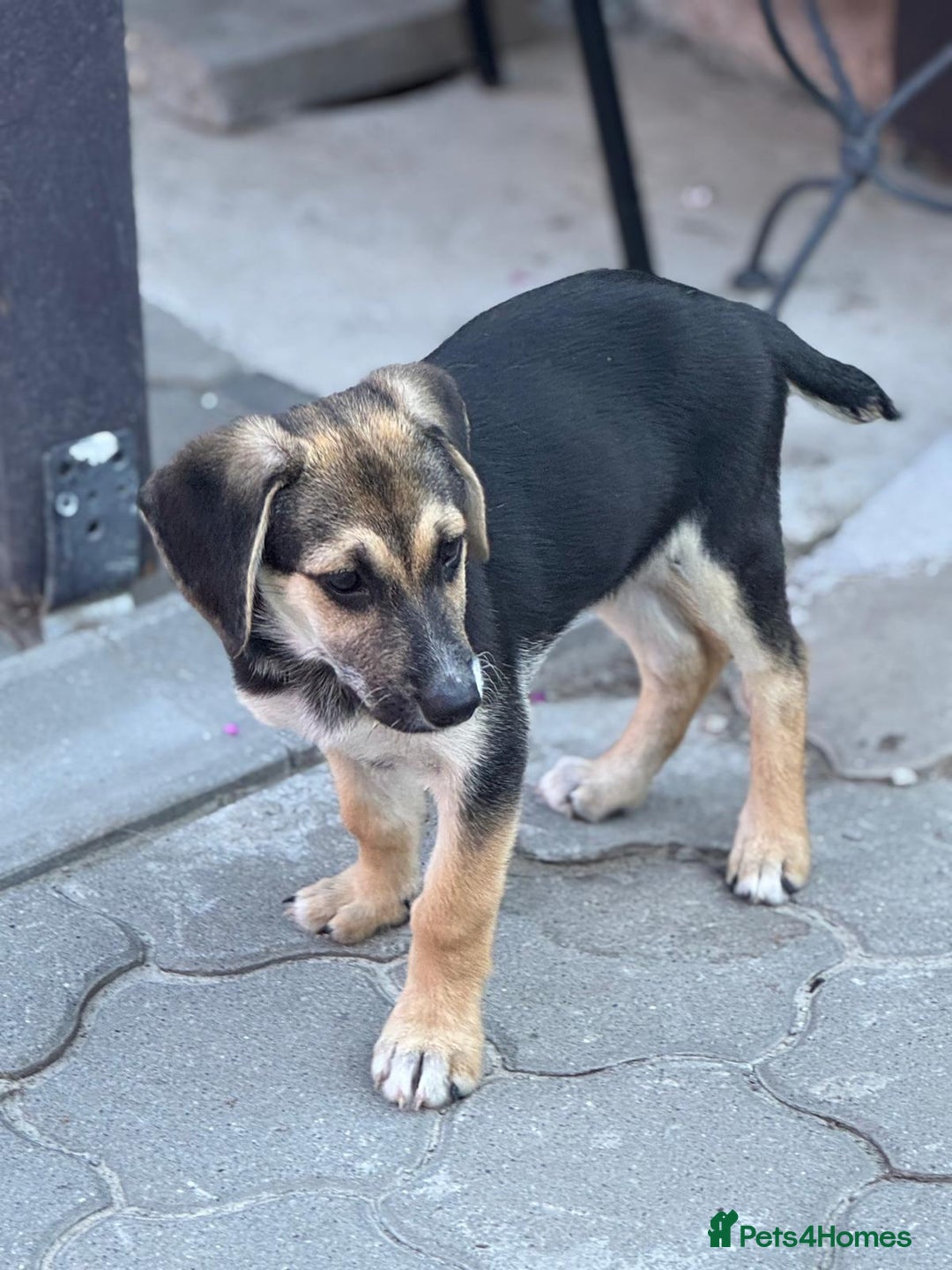 Mixed Breed dogs for adoption: DARIA -  a superb little girl, for a Loving Home - Image 23