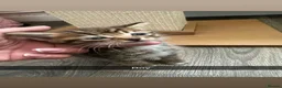 Mixed Breed cats for sale: Kittens for sale  in Keighley - Advert 5