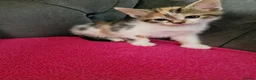 Mixed Breed cats for sale: 5 gorgeous kittens - Advert 2