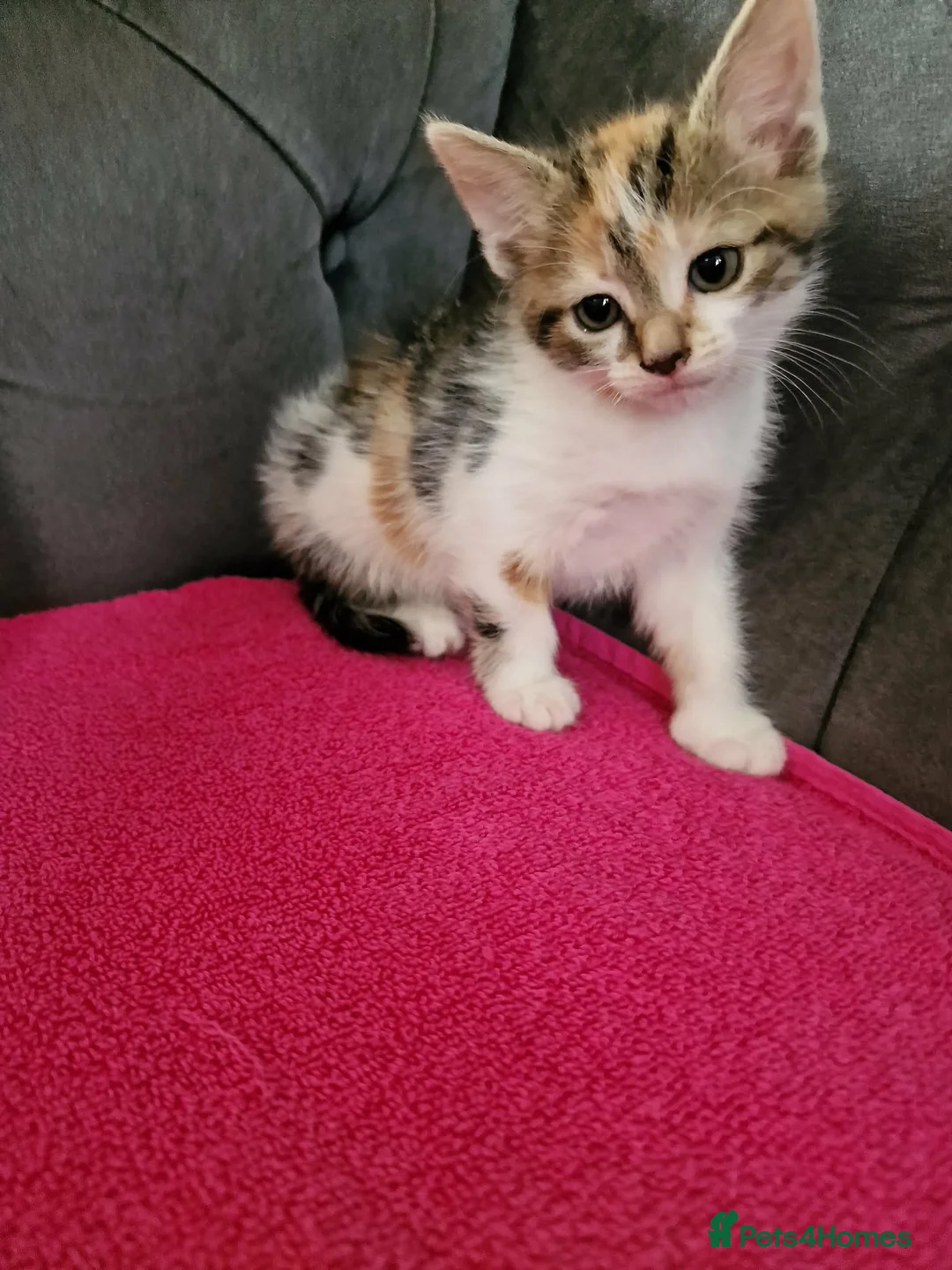 Mixed Breed cats for sale: 5 gorgeous kittens - Advert 2