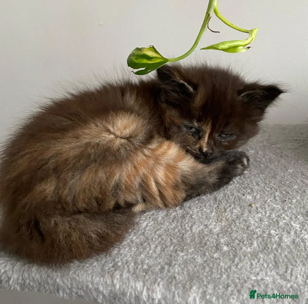 Mixed Breed cats for sale: Half-Ragdoll Kittens for Sale ❤️ - Advert 6