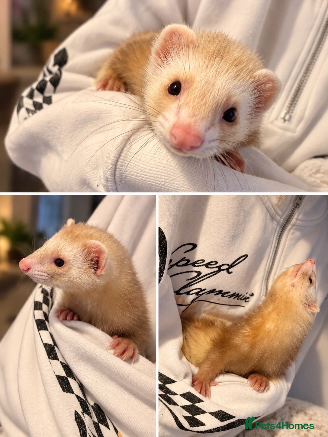 Ferret rodents 16 week hob Ferret - Advert 5