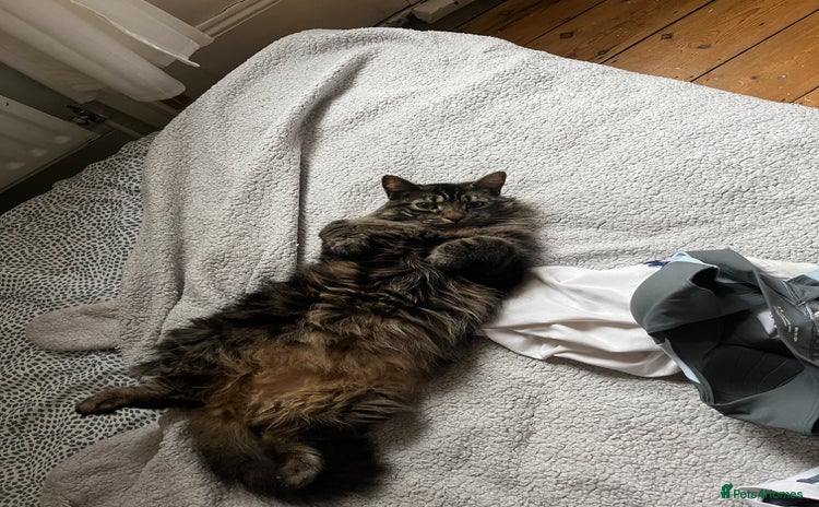 Norwegian Forest Cat cats - Advert 1