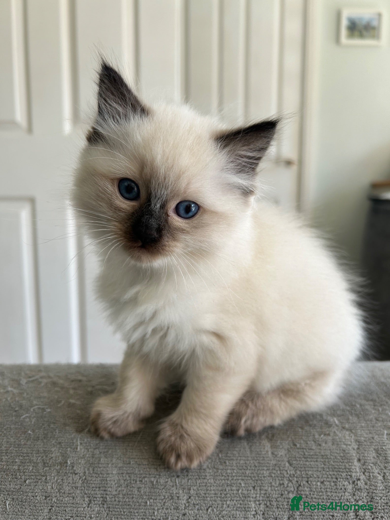 Ragdoll cats Ragdoll kitten for sale   - Advert 5