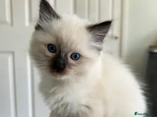 Ragdoll cats Ragdoll kitten for sale - Advert 2