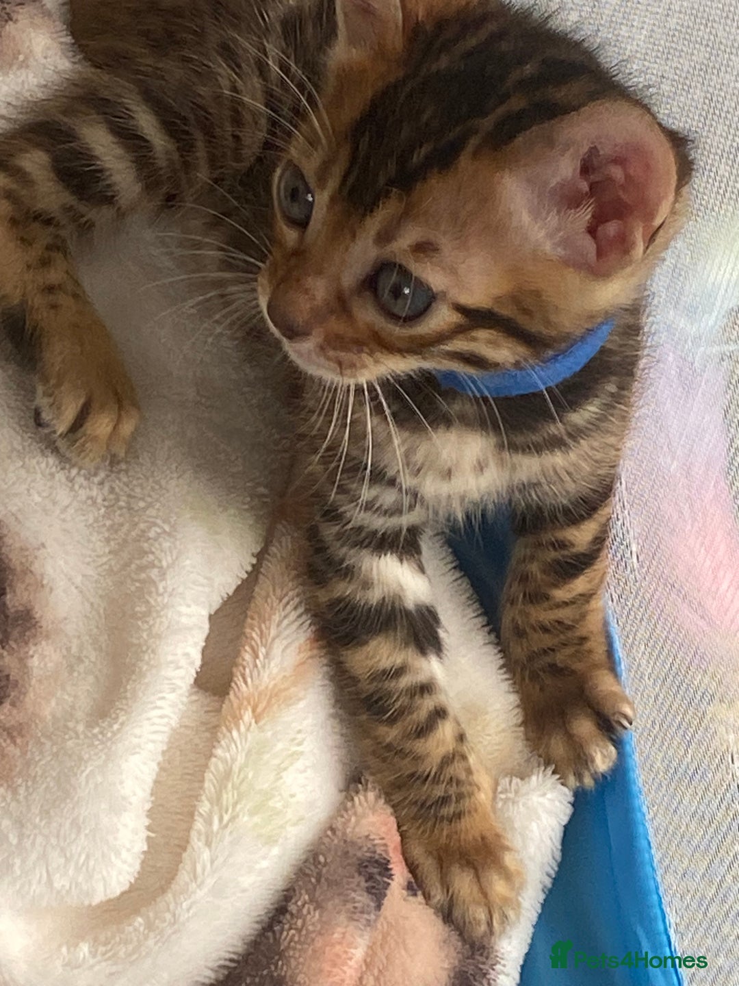Bengal cats for sale: Absolutely beautiful pure bengals - Image 3