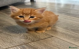 Mixed Breed cats for sale: 🐱 Handsome little boy kittens 💙 - Image 9